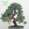 Chinese Juniper Bonsai Tree Part Trained Number 34P
