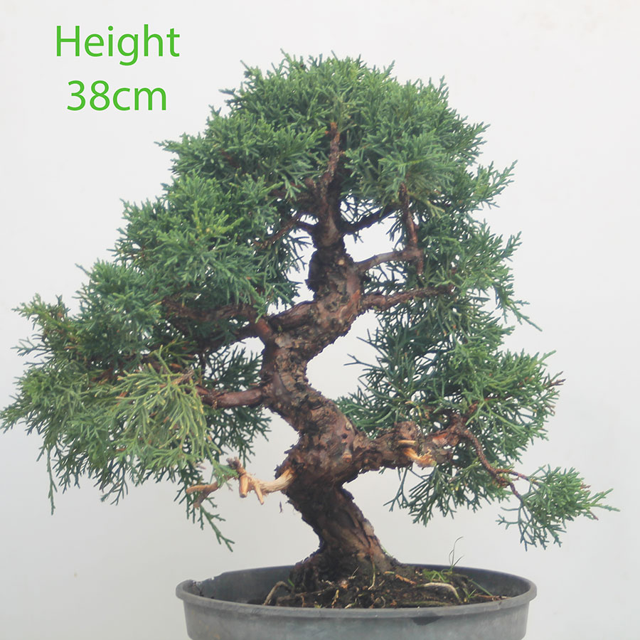 Chinese Juniper Bonsai Tree Part Trained Number 34P