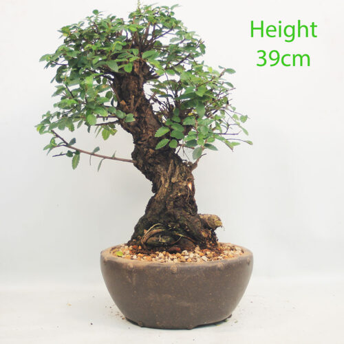 Cork Bark Chinese Elm Bonsai Tree Number 103Y
