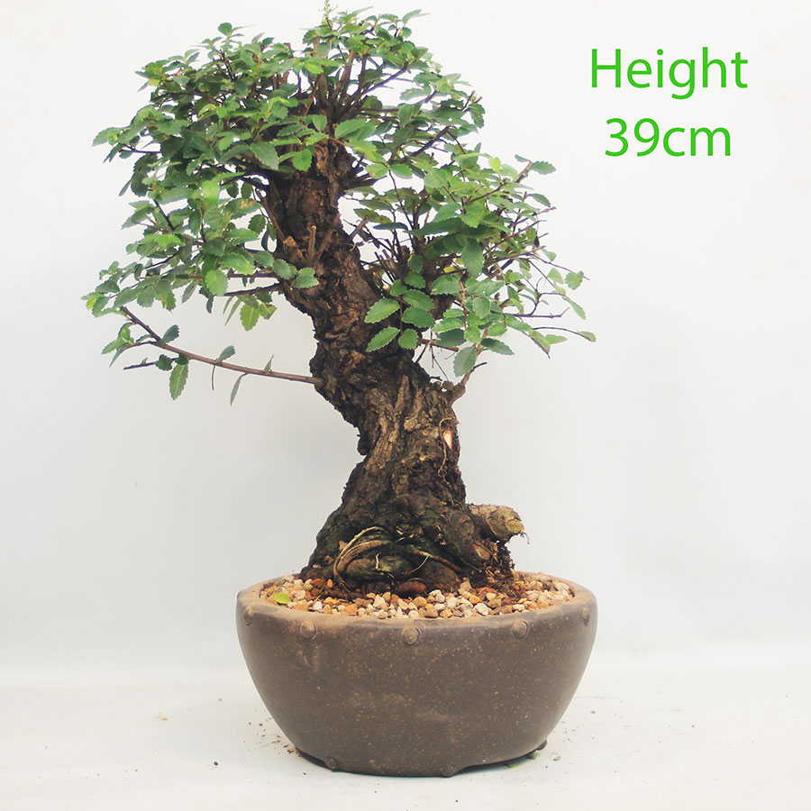 Cork Bark Chinese Elm Bonsai Tree Number 103Y