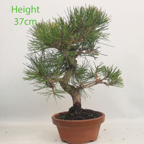 Black Pine Part Trained Bonsai Tree Pinus Thunbergii Number 126P