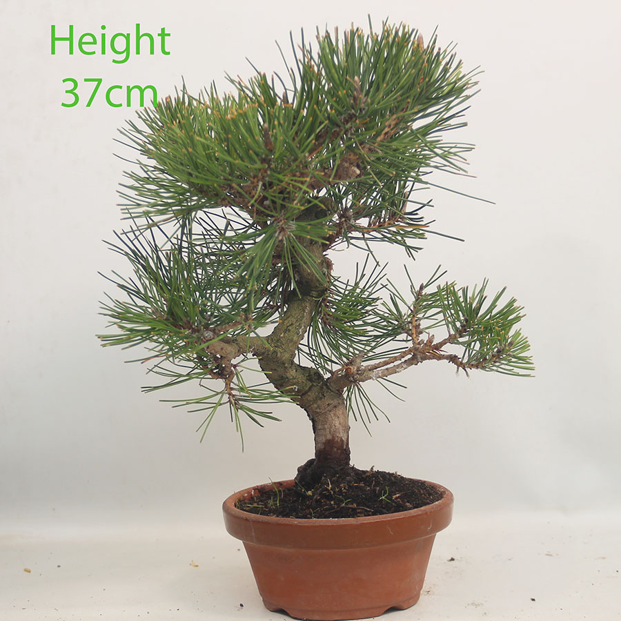 Black Pine Part Trained Bonsai Tree Pinus Thunbergii Number 126P