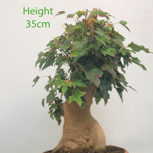 Trident Maple Bonsai Tree Part Trained Number 282P