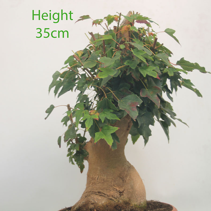 Trident Maple Bonsai Tree Part Trained Number 282P