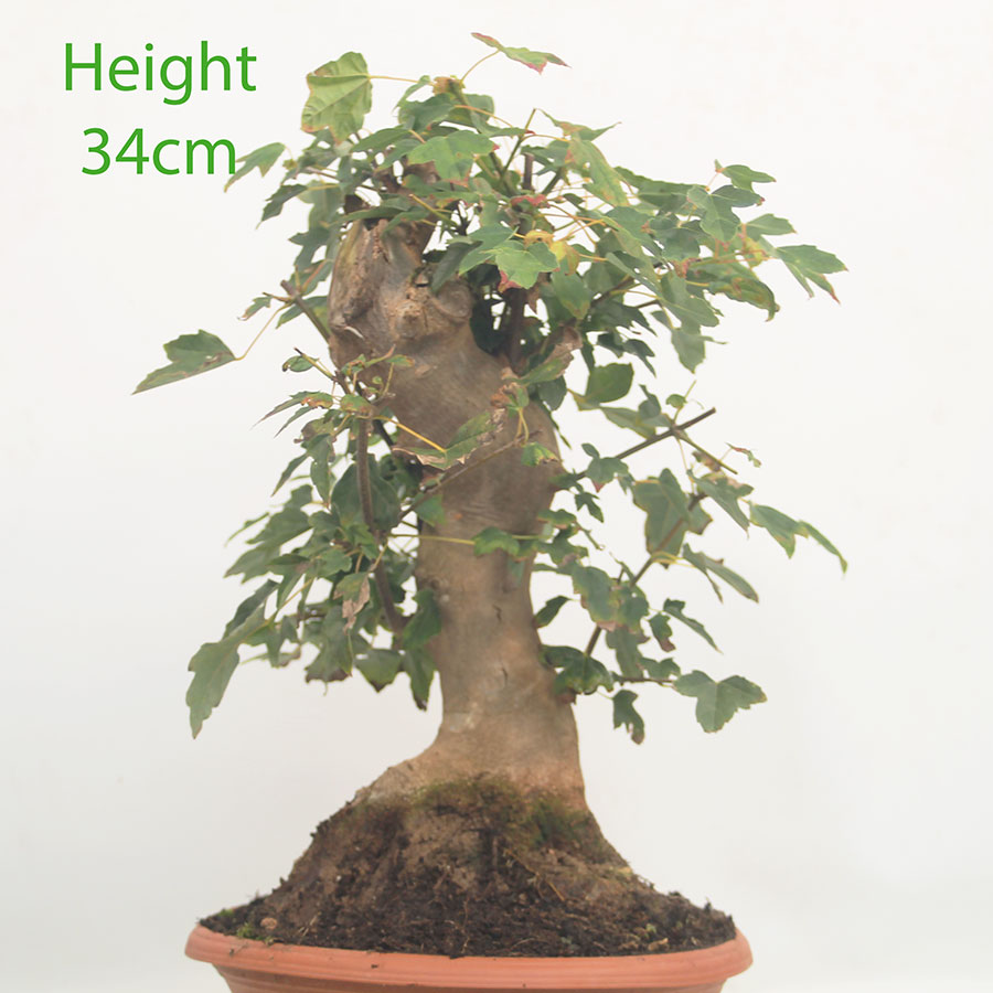 Trident Maple Bonsai Tree Part Trained Number 238P