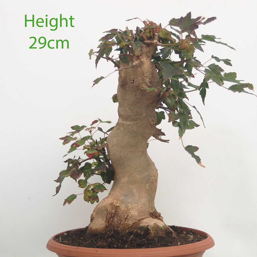 Trident Maple Bonsai Tree Part Trained Number 28P
