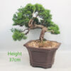Chinese Juniper Bonsai Tree Number 36Y