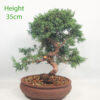 Chinese Juniper Bonsai Tree Number 65P