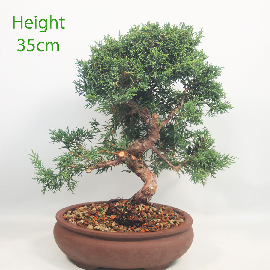 Chinese Juniper Bonsai Tree Number 65P