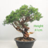 Itoigawa Chinese Juniper Bonsai Tree Part Trained Number 92