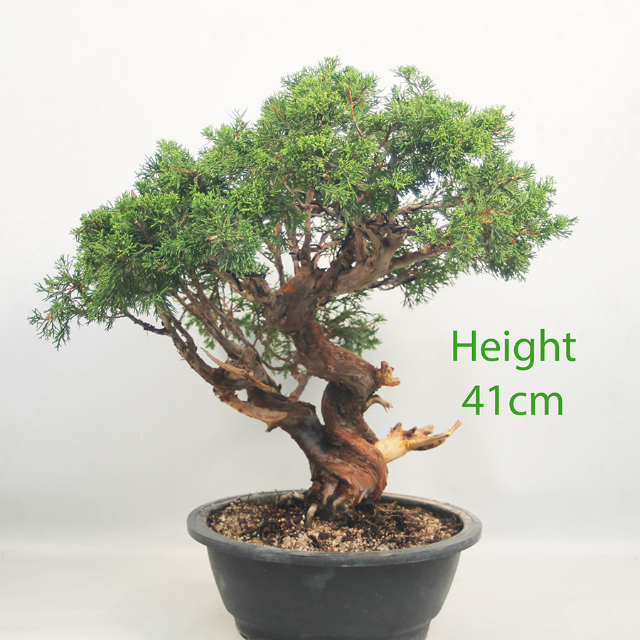 Itoigawa Chinese Juniper Bonsai Tree Part Trained Number 92