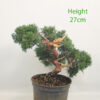 Chinese Juniper Bonsai Tree Part Trained Number 4