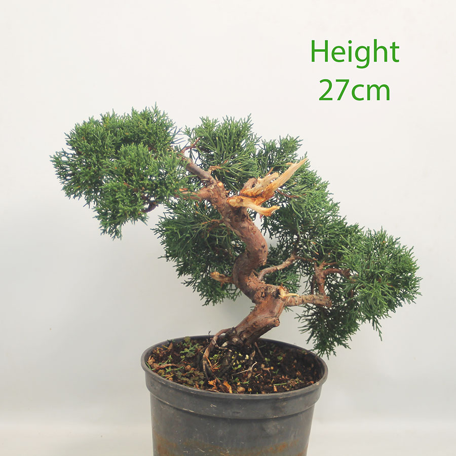 Chinese Juniper Bonsai Tree Part Trained Number 4