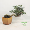 Pistachio Bonsai Tree Number 11P