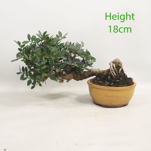 Pistachio Bonsai Tree Number 362P