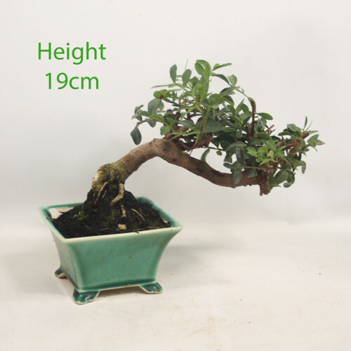 Pistachio Bonsai Tree Number 110P