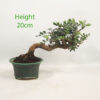 Pistachio Bonsai Tree Number 227P