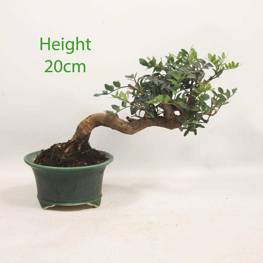 Pistachio Bonsai Tree Number 227P