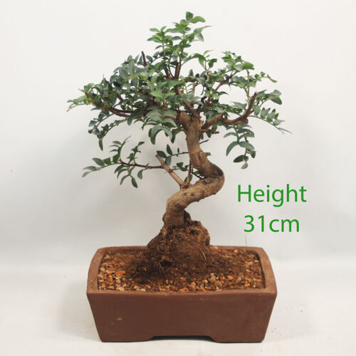 Pistachio Bonsai Tree Number 176P