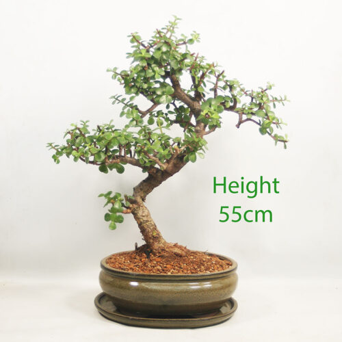 Portulacaria Indoor Bonsai Tree Number 86Y