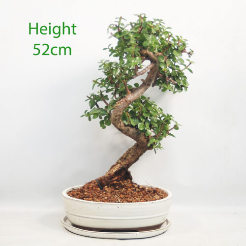 Portulacaria Indoor Bonsai Tree Number 90P