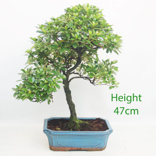 Azalea Flowering Bonsai Tree Number 362P