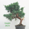 Chinese Juniper Bonsai Tree Part Trained Number 60