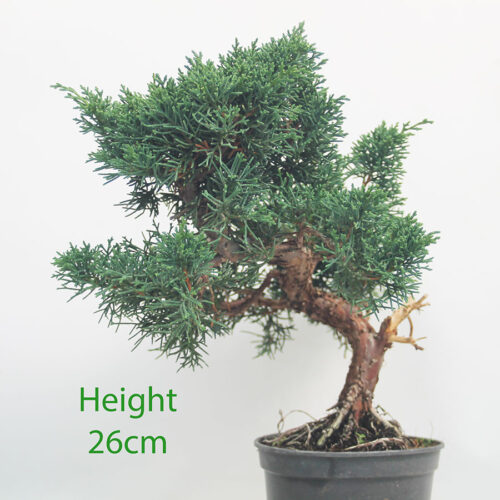 Chinese Juniper Bonsai Tree Part Trained Number 60
