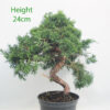 Chinese Juniper Bonsai Tree Part Trained Number 95
