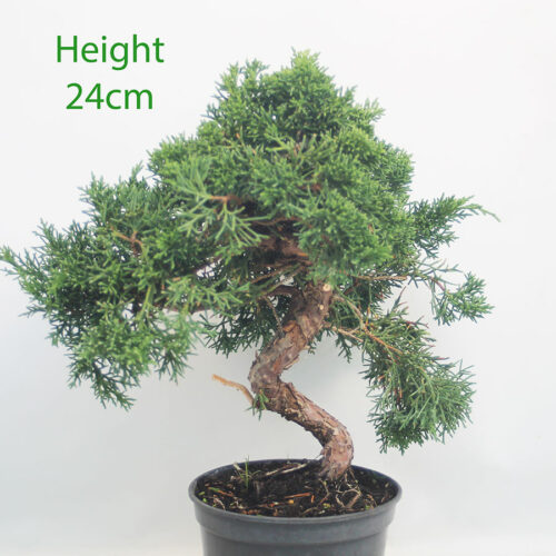 Chinese Juniper Bonsai Tree Part Trained Number 95