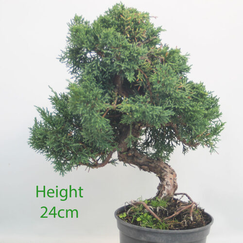 Chinese Juniper Bonsai Tree Part Trained Number 101