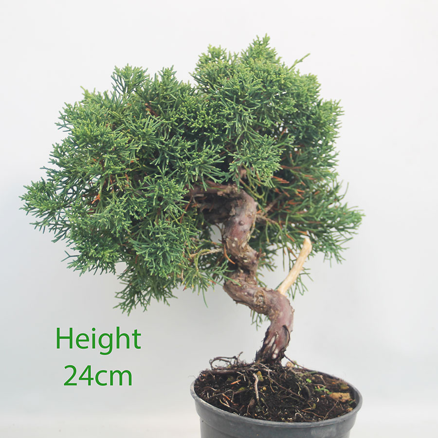 Chinese Juniper Bonsai Tree Part Trained Number 9