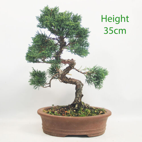 Chinese Juniper Bonsai Tree Number 299P