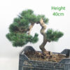 Dwarf Black Pine Part Trained Bonsai Tree Pinus Thunbergii Number 162P