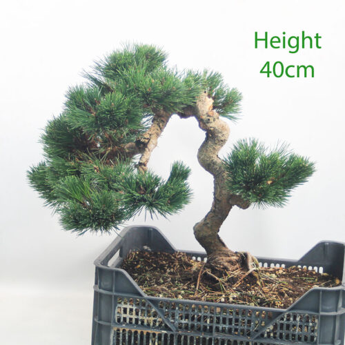 Dwarf Black Pine Part Trained Bonsai Tree Pinus Thunbergii Number 162P