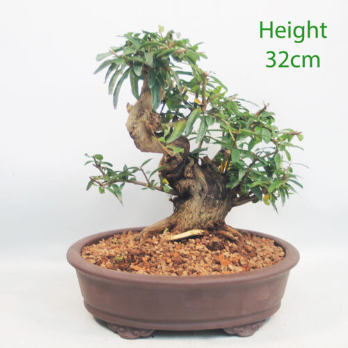 Pomegranate Nejikan Flowering Bonsai Tree Punica Number 7P
