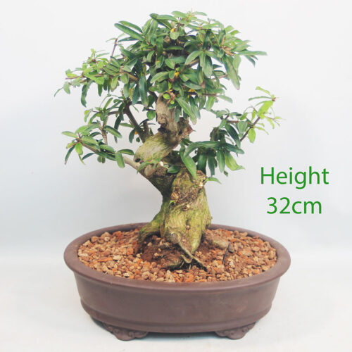 Pomegranate Nejikan Flowering Bonsai Tree Punica Number 263P