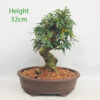 Pomegranate Nejikan Flowering Bonsai Tree Punica Number 89Y
