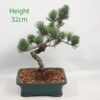 Japanese White Pine Bonsai Tree Number 11P