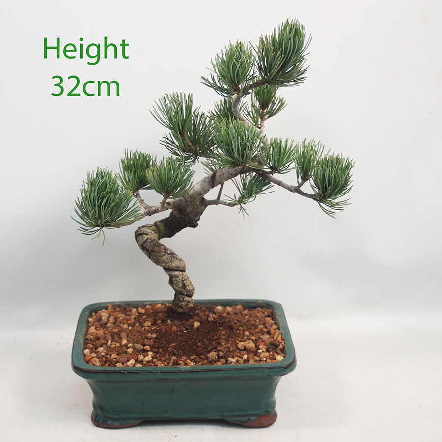 Japanese White Pine Bonsai Tree Number 11P