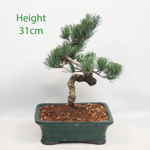 Japanese White Pine Bonsai Tree Number 6Y