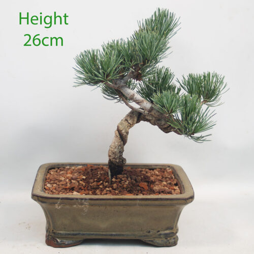 Japanese White Pine Bonsai Tree Number 45Y
