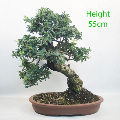 Pyracantha Flowering Bonsai Tree Number 278P