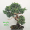 Chinese Juniper Bonsai Tree Part Trained Number 54B