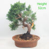 Chinese Juniper Bonsai Tree Number 182P