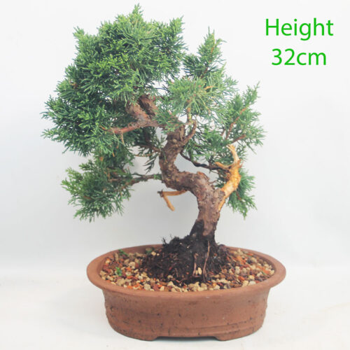 Chinese Juniper Bonsai Tree Number 182P