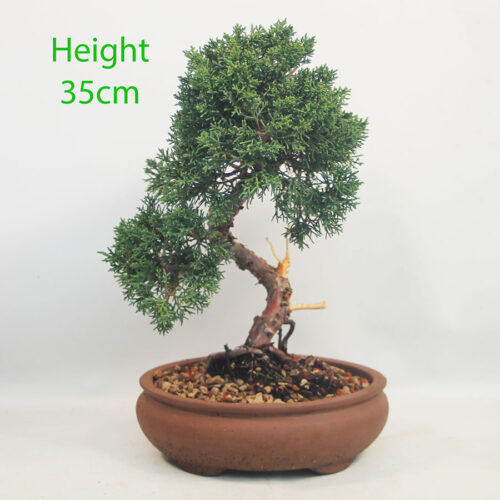 Chinese Juniper Bonsai Tree Number 328P
