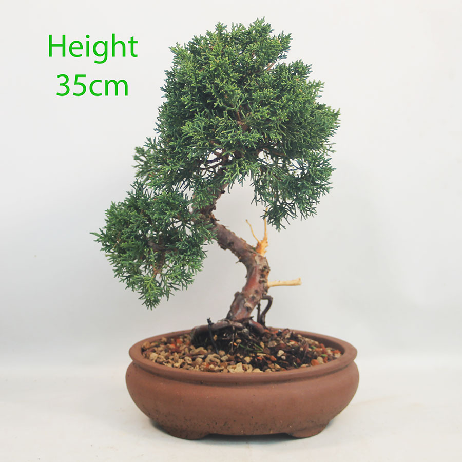 Chinese Juniper Bonsai Tree Number 328P