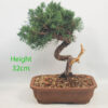Chinese Juniper Bonsai Tree Number 46P