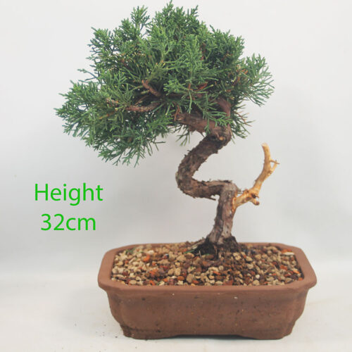 Chinese Juniper Bonsai Tree Number 46P